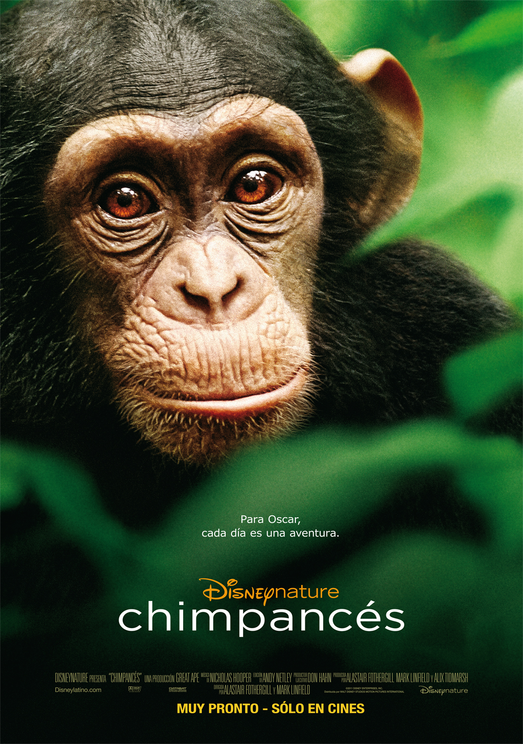 CHIMPANCES - CHIMPANZEE